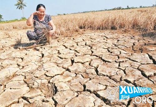 Nông dân đồng bằng sông Cửu Long đối mặt với nạn thiếu nước chưa từng có trong lịch sử .